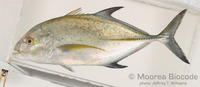 : Caranx melampygus