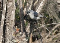 : Molothrus ater; Brown-headed Cowbird