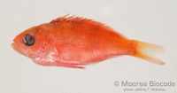 : Cephalopholis sp.