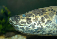 : Protopterus aethiopicus; African Lungfish