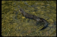 : Lutra canadensis; River Otter