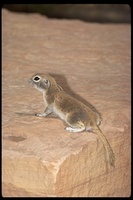 : Spermophilus tereticaudus; Round-tailed Ground Squirrel