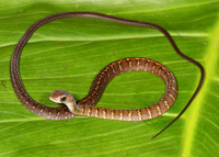 : Dendrophidion dendrophis
