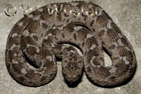 : Echis pyramidum leakeyi; Saw-scaled Viper