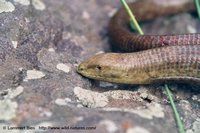 : Pseudopus apodus; European Glass Lizard