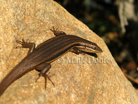 : Trachylepis homalocephala; Red-sided Skink