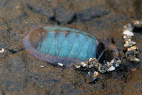 : Lepidozona radians; Chiton (no Common Name)