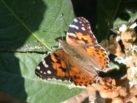 : Vanessa cardui; Painted Lady