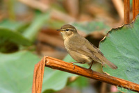 Dusky Warbler 褐柳鶯