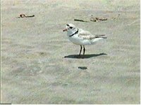 Piping Plover