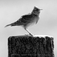 Japanese Skylark - Alauda japonica