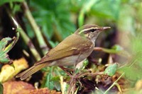 Sakhalin Leaf Warbler　or Eastern Pale-legged Leaf Warbler (Phylloscopus borealoides)