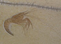 Aeger tipularius