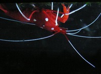Lysmata debelius - Scarlet Cleaner Shrimp