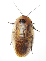 Archimandrita tessellata