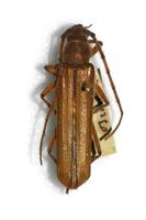 Malacopterus tenellus