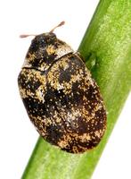 Anthrenus museorum