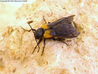 Sitaris muralis