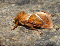 Triodia sylvina - Orange Swift