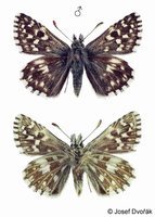 Pyrgus malvae - Grizzled Skipper