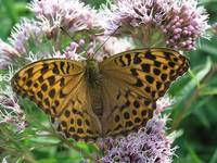 Argynnis paphia - Silver-washed Fritillary