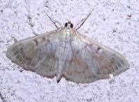 Pleuroptya ruralis - Mother of Pearl