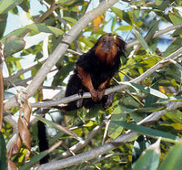 Golden-headed lion tamarin (Leontopithecus chrysomelas)