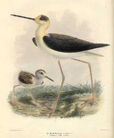 Poaka, the pied stilt and chick