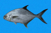 Trachinotus paitensis, Paloma pompano: fisheries