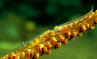 Bryaninops yongei, Whip coral goby: aquarium