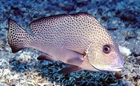 Plectorhinchus flavomaculatus, Lemon sweetlip: fisheries