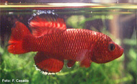 Nothobranchius orthonotus, Spotted killifish: aquarium