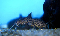 Synodontis dhonti, :