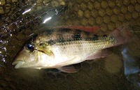 Geophagus crassilabris, Panamanian eartheater: aquarium