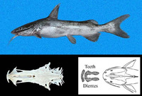 Notarius kessleri, Sculptured sea catfish: fisheries