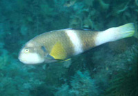 Notolabrus tetricus, Blue-throated wrasse: