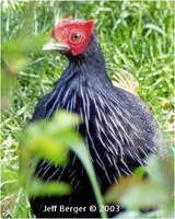 Bornean Crestless Fireback Lophura erythophthalma pyronota