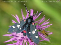 Zygaena ephialtes f. rubro-ephialtoideae