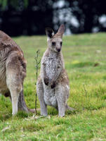 Image of: Macropus giganteus (eastern gray kangaroo)