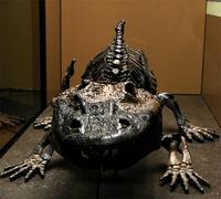 Eryops megacephalus