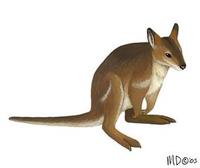 Image of: Thylogale stigmatica (red-legged pademelon)