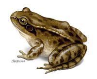 Image of: Rana temporaria (European frog)