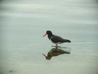 Haematopus longirostris - Pied Oystercatcher