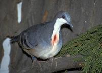 Gallicolumba luzonica - Luzon Bleeding-heart