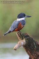 Megaceryle torquata - Ringed Kingfisher