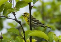 Serinus serinus - European Serin