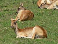 Kobus megaceros - Nile Lechwe