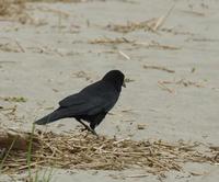 Image of: Corvus caurinus (north-western crow)