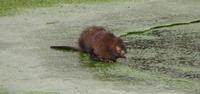 Ondatra zibethicus - Muskrat