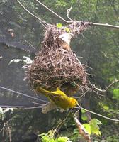 Image of: Ploceus castaneiceps (Taveta golden weaver)